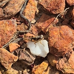 Pycnostictus sp. (genus) at Bungendore, NSW - suppressed