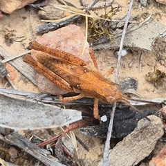 Phaulacridium vittatum (Wingless Grasshopper) at Bungendore, NSW - 24 Nov 2024 by clarehoneydove