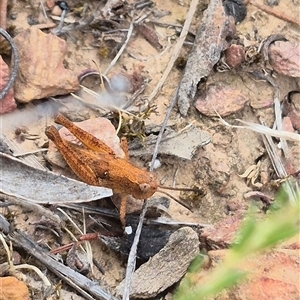 Phaulacridium vittatum at Bungendore, NSW - suppressed