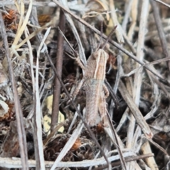 Genus novum 18 sp. 1 (Undescribed) (False Apotropis) at Bungendore, NSW - 24 Nov 2024 by clarehoneydove