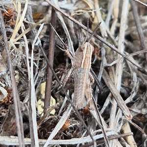 Genus novum 18 sp. 1 (Undescribed) at Bungendore, NSW - suppressed