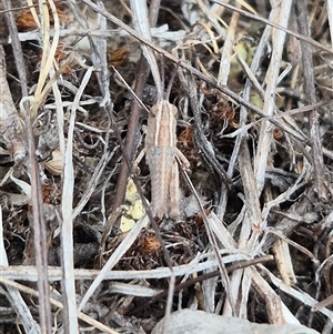 Genus novum 18 sp. 1 (Undescribed) at Bungendore, NSW - suppressed