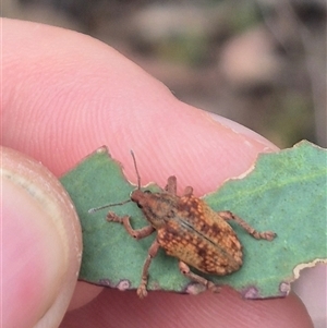 Gonipterus ferrugatus (Eucalyptus weevil) at Bungendore, NSW by clarehoneydove