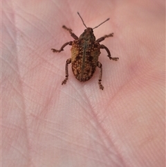 Gonipterus ferrugatus at suppressed - suppressed