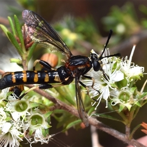 Diochlistus sp. (genus) at Jerrabomberra, NSW - 25 Nov 2024