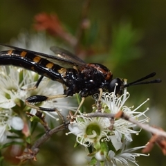 Diochlistus sp. (genus) at Jerrabomberra, NSW - 25 Nov 2024