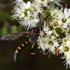 Diochlistus sp. (genus) at Jerrabomberra, NSW - 25 Nov 2024