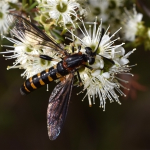 Diochlistus sp. (genus) at Jerrabomberra, NSW - 25 Nov 2024