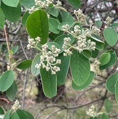 Cotoneaster glaucophyllus (Cotoneaster) at Binalong, NSW - 25 Nov 2024 by JaneR