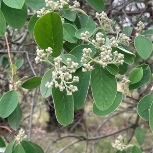 Cotoneaster glaucophyllus at Binalong, NSW - 25 Nov 2024 03:25 PM