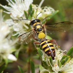 Unidentified Flower wasp (Scoliidae or Tiphiidae) at Jerrabomberra, NSW - 25 Nov 2024 by DianneClarke