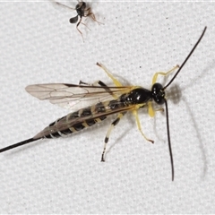 Unidentified Parasitic wasp (numerous families) at Jerrabomberra, NSW - 24 Nov 2024 by DianneClarke