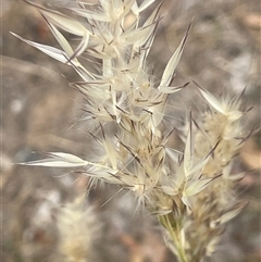 Rytidosperma (genus) (Wallaby Grass) at Binalong, NSW - 25 Nov 2024 by JaneR
