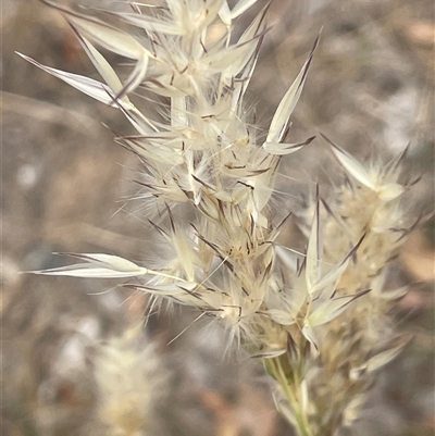 Rytidosperma (genus) (Wallaby Grass) at Binalong, NSW - 25 Nov 2024 by JaneR