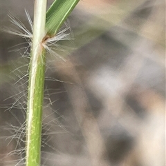 Rytidosperma sp. at Binalong, NSW - 25 Nov 2024