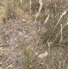 Rytidosperma sp. at Binalong, NSW - 25 Nov 2024