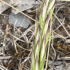 Rytidosperma sp. at Binalong, NSW - 25 Nov 2024