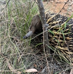 Tachyglossus aculeatus (Short-beaked Echidna) at Watson, ACT - 26 Nov 2024 by Louisab