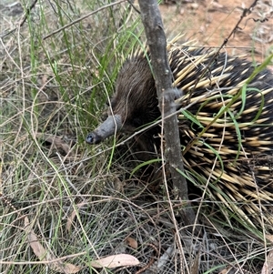 Tachyglossus aculeatus at Watson, ACT - 26 Nov 2024