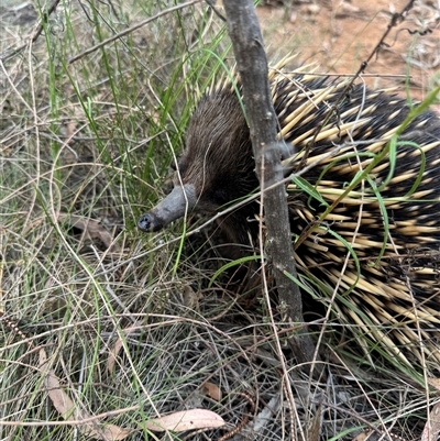 Tachyglossus aculeatus (Short-beaked Echidna) at Watson, ACT - 26 Nov 2024 by Louisab