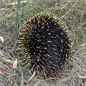 Tachyglossus aculeatus at Watson, ACT - 26 Nov 2024