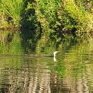 Microcarbo melanoleucos (Little Pied Cormorant) at Nicholls, ACT by Kelly123456