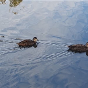 Anas superciliosa (Pacific Black Duck) at Nicholls, ACT by Kelly123456