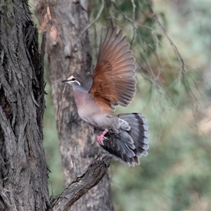 Phaps chalcoptera (Common Bronzewing) at Hawker, ACT by AlisonMilton