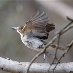 Cracticus torquatus (Grey Butcherbird) at Hawker, ACT - 23 Nov 2024 by AlisonMilton