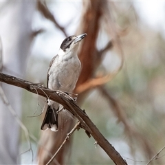 Cracticus torquatus at Hawker, ACT - 24 Nov 2024