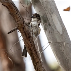 Cracticus torquatus at Hawker, ACT - 24 Nov 2024