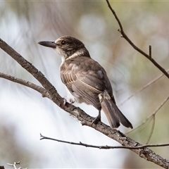 Cracticus torquatus at Hawker, ACT - 24 Nov 2024