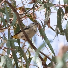 Pardalotus punctatus (Spotted Pardalote) at Weetangera, ACT - 23 Nov 2024 by AlisonMilton