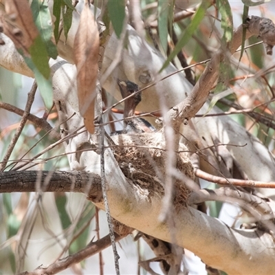 Rhipidura leucophrys (Willie Wagtail) at Weetangera, ACT - 24 Nov 2024 by AlisonMilton