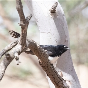 Rhipidura leucophrys at Weetangera, ACT - 24 Nov 2024