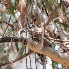 Rhipidura leucophrys at Weetangera, ACT - 24 Nov 2024 09:47 AM