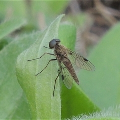 Chrysopilus sp. (genus) (A snipe fly) at Conder, ACT - 7 Jan 2024 by MichaelBedingfield