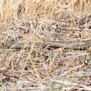 Pseudonaja textilis (Eastern Brown Snake) at Weetangera, ACT by AlisonMilton