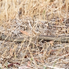 Pseudonaja textilis at Weetangera, ACT - 24 Nov 2024 09:48 AM