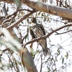 Oriolus sagittatus (Olive-backed Oriole) at Weetangera, ACT - 23 Nov 2024 by AlisonMilton