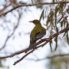 Oriolus sagittatus at Weetangera, ACT - 24 Nov 2024