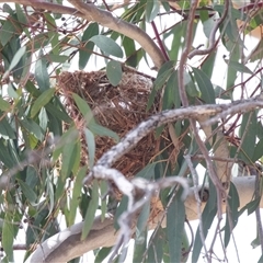 Oriolus sagittatus at Weetangera, ACT - 24 Nov 2024