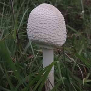 Macrolepiota dolichaula (Macrolepiota dolichaula) at Conder, ACT by MichaelBedingfield