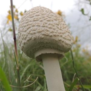 Macrolepiota dolichaula at Conder, ACT - 7 Jan 2024