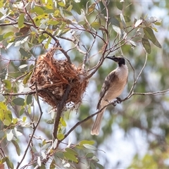 Philemon corniculatus (Noisy Friarbird) at Weetangera, ACT - 24 Nov 2024 by AlisonMilton