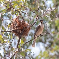 Philemon corniculatus at Weetangera, ACT - 24 Nov 2024 09:59 AM