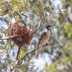 Philemon corniculatus at Weetangera, ACT - 24 Nov 2024