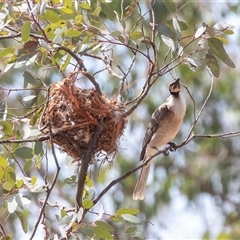 Philemon corniculatus at Weetangera, ACT - 24 Nov 2024