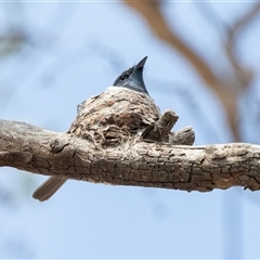 Myiagra rubecula (Leaden Flycatcher) at Weetangera, ACT - 24 Nov 2024 by AlisonMilton