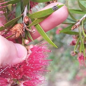 Asopinae sp. (Subfamily) at Evatt, ACT - suppressed